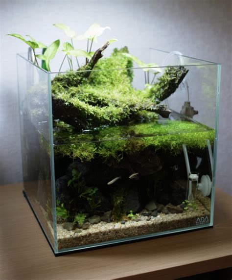 vochtmeter.paludarium|aquatic paludarium construction.